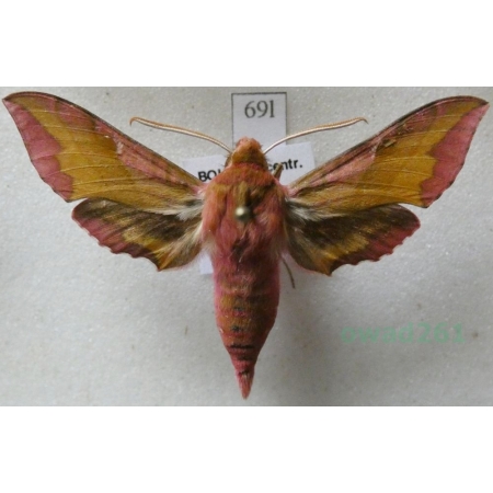 Deilephila porcellus (Linnaeus, 1758) Zmrocznik pazik Czech69l